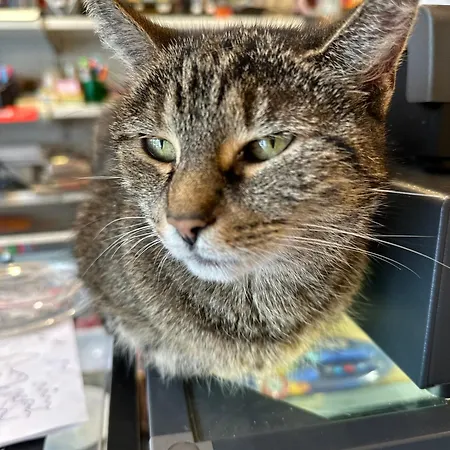 Kolysanka Private In Old Town